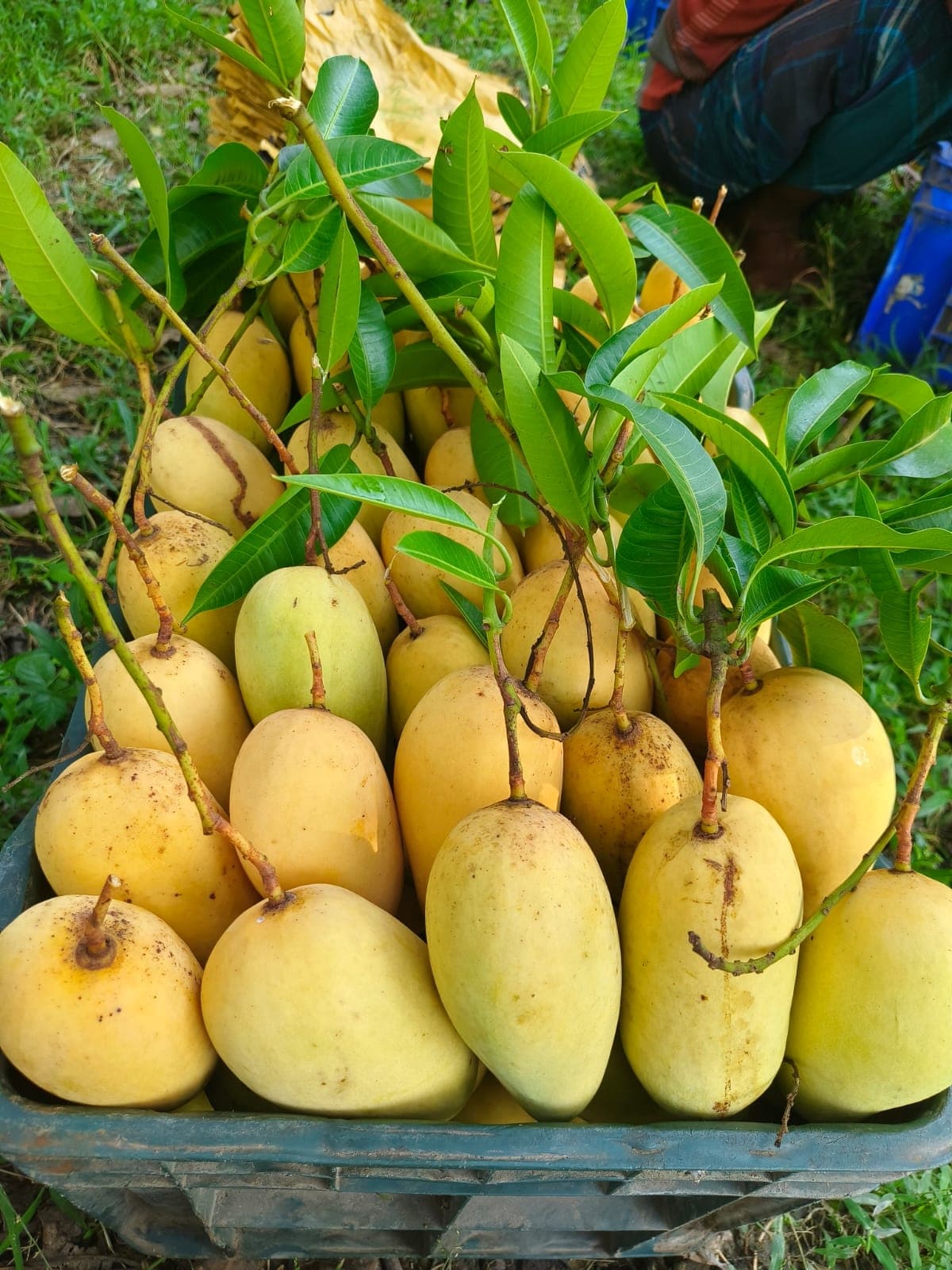 Katimon Mango